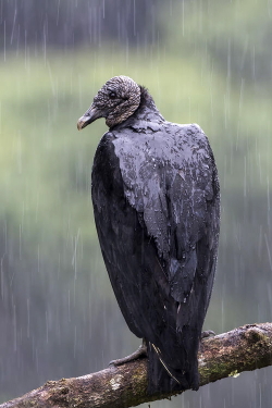 Wet angry bird