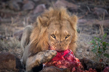 feeding lion